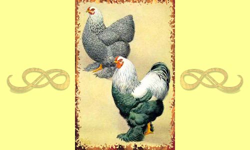 Курица и петух породы Брама